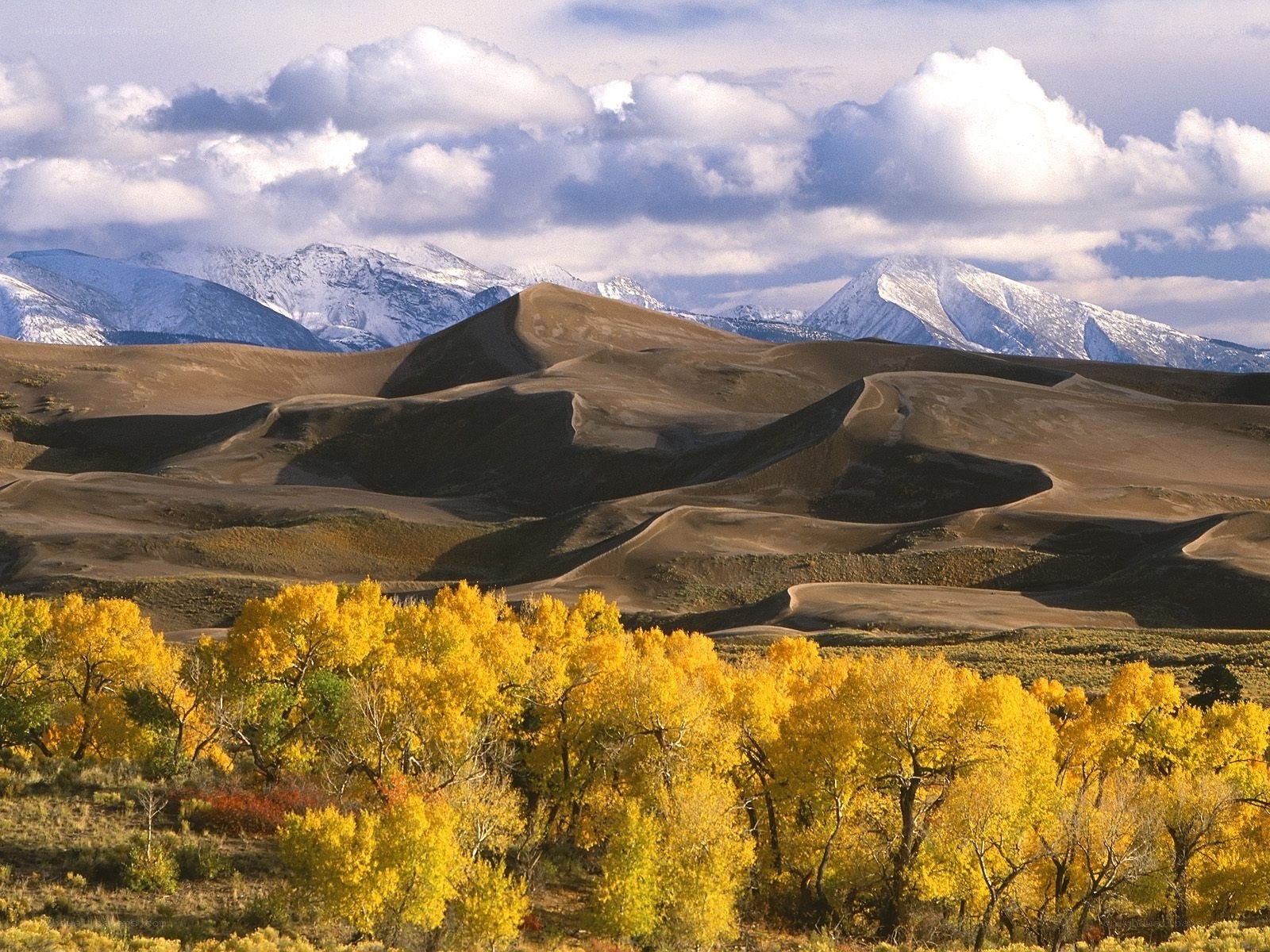 Autumn trees and sand dunes