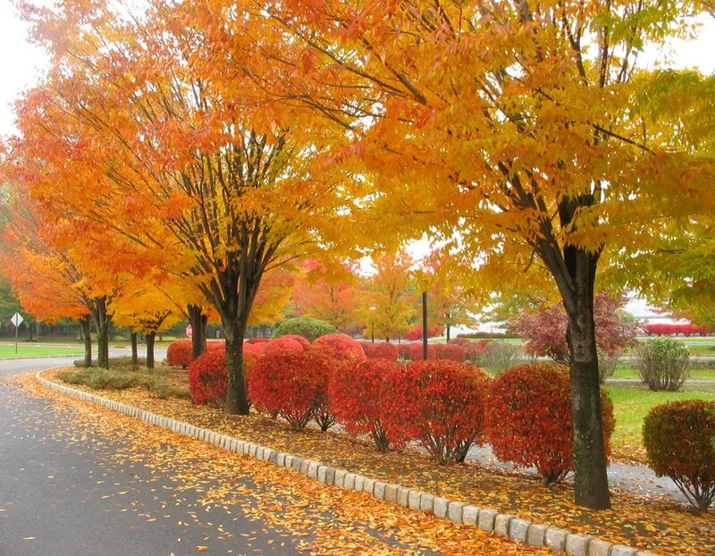 Autumn Trees and Shrubs — Orange