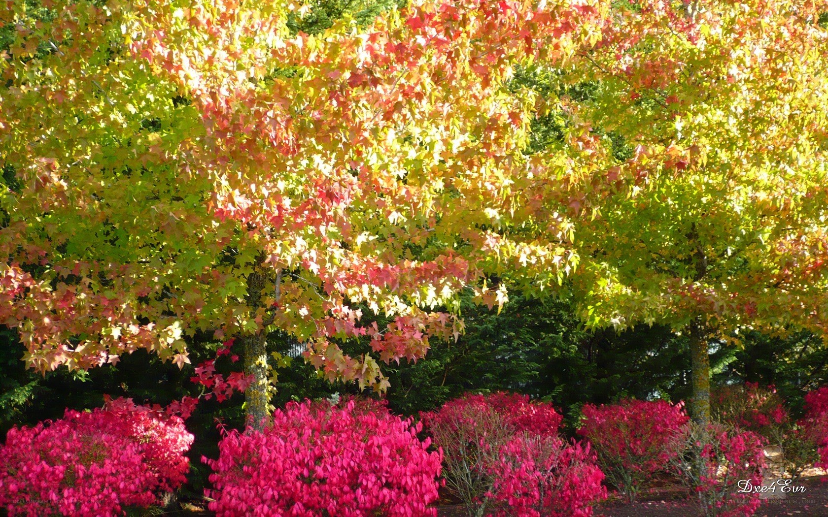 Autumn trees and shrubs