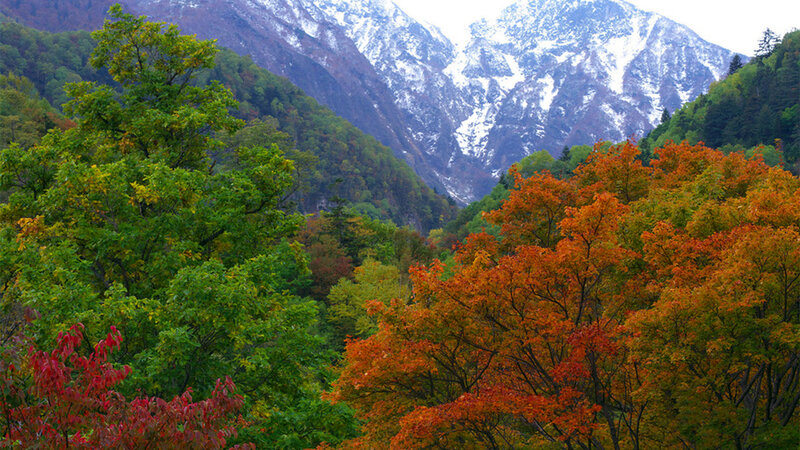 Autumn Trees and Snow-capped Mountains — Green, Serene, Photograph