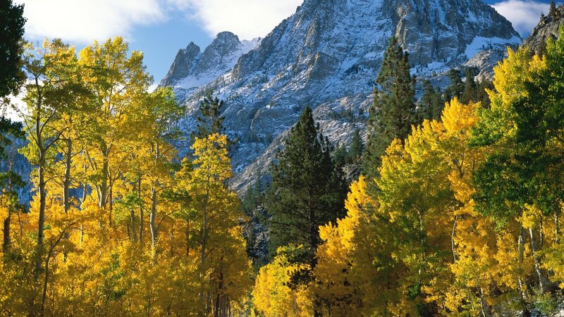 Autumn Trees and Snow-capped Mountains — Yellow, Serene