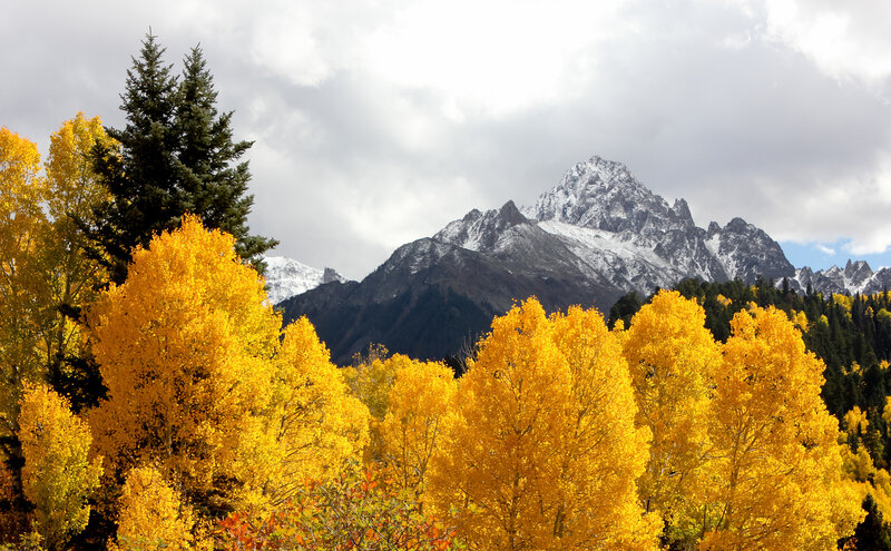 Autumn Trees and Snow-capped Mountains — Yellow