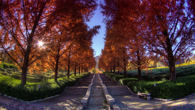 Autumn Trees and Stairs — Red, Serene, Photograph