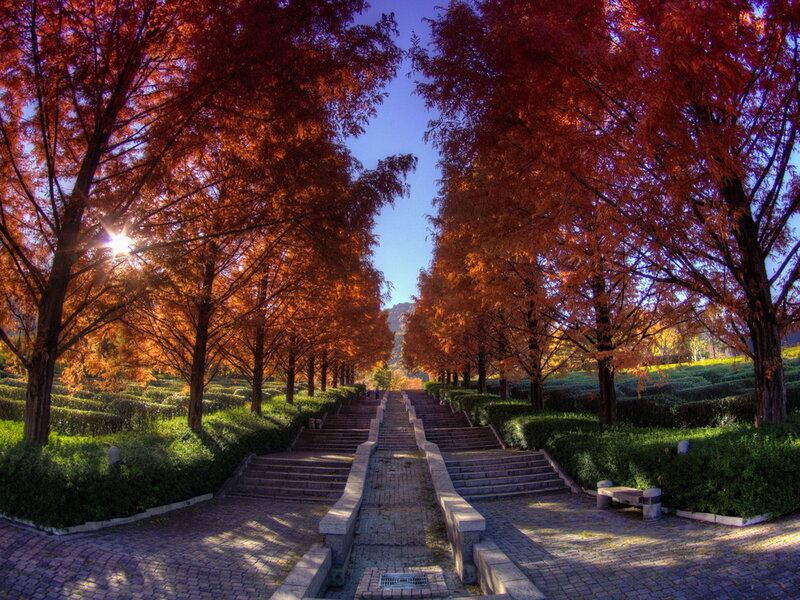 Autumn Trees and Stairs — Red, Serene