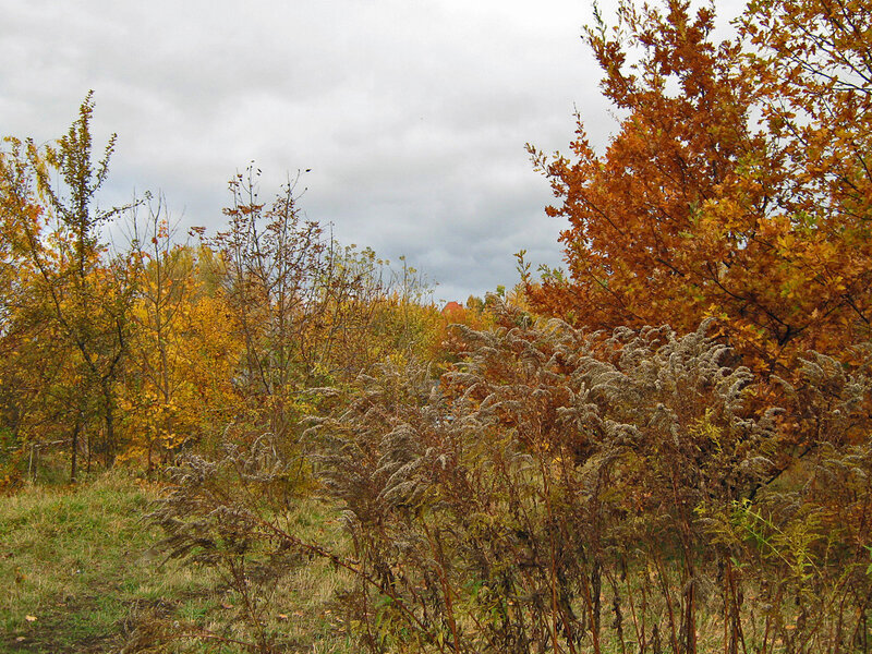 Autumn trees and wild plants