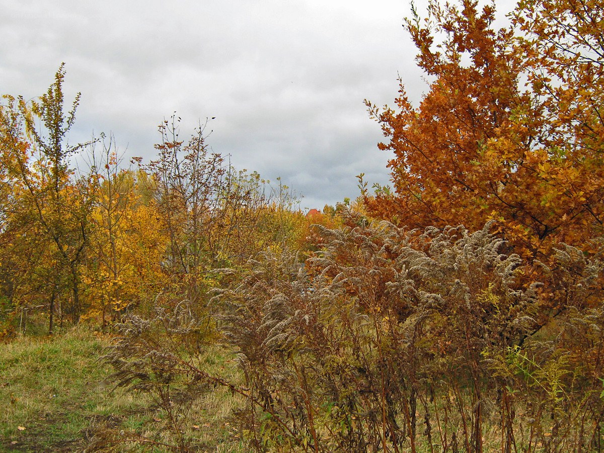 Autumn trees and wild plants