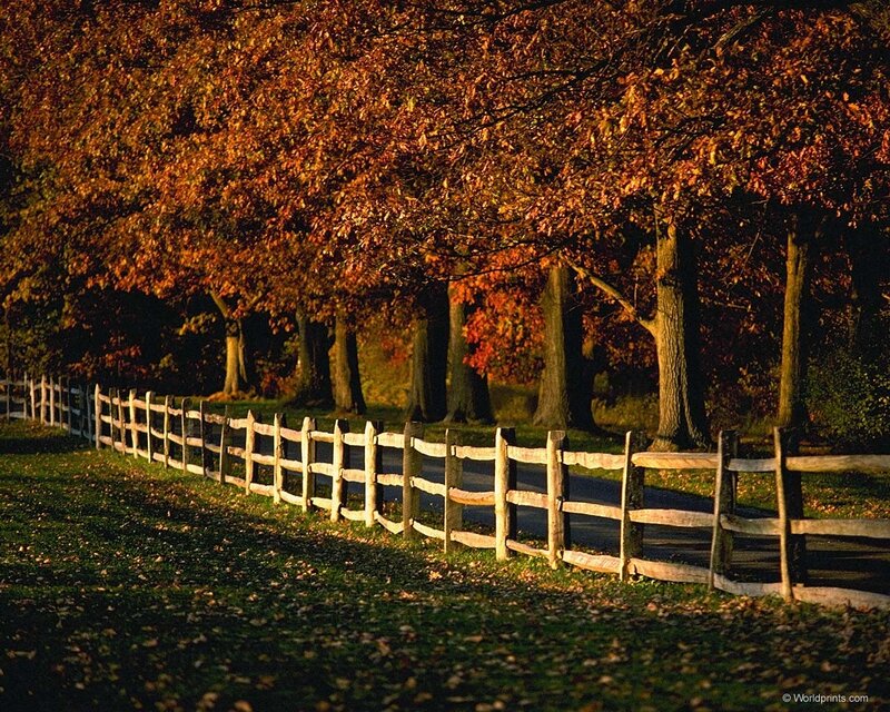 Autumn trees and wooden fence