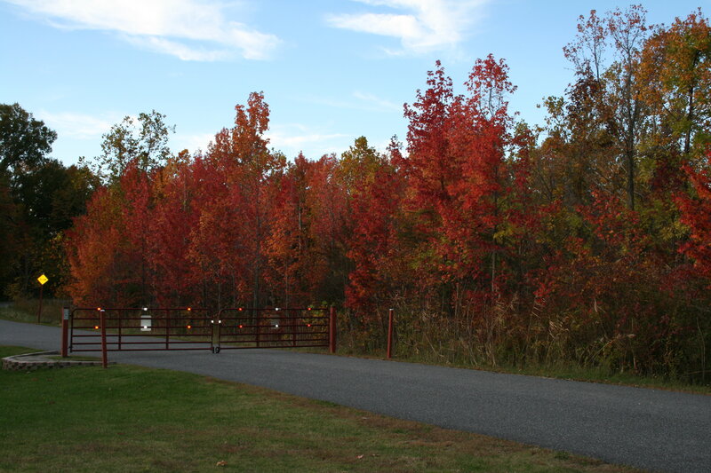 Autumn trees at a gated entrance