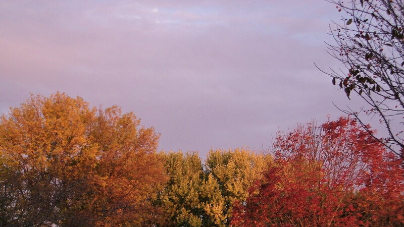 Autumn Trees at Dusk