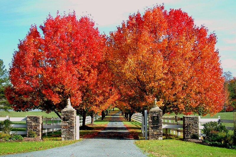 Autumn Trees at Entrance