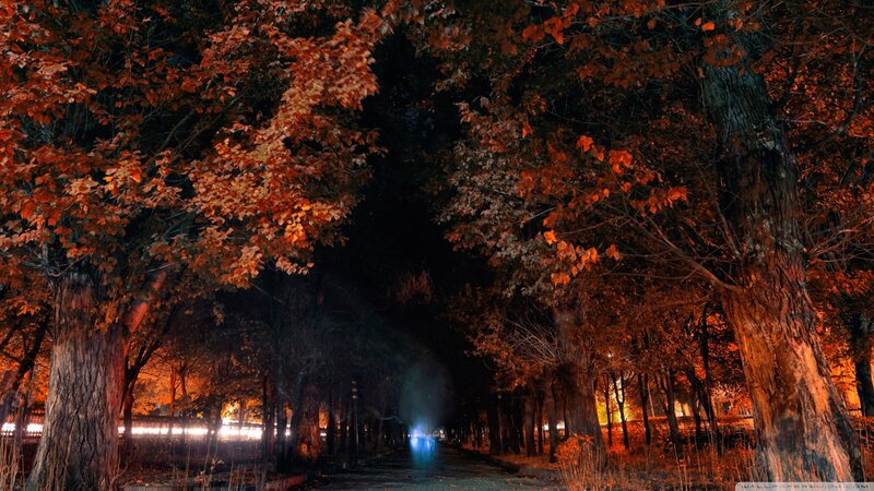 Autumn Trees at Night — Orange, Dramatic