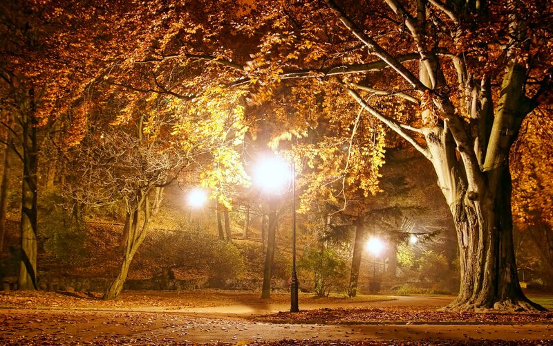 Autumn Trees at Night — Orange, Serene, Photograph, Streetlights