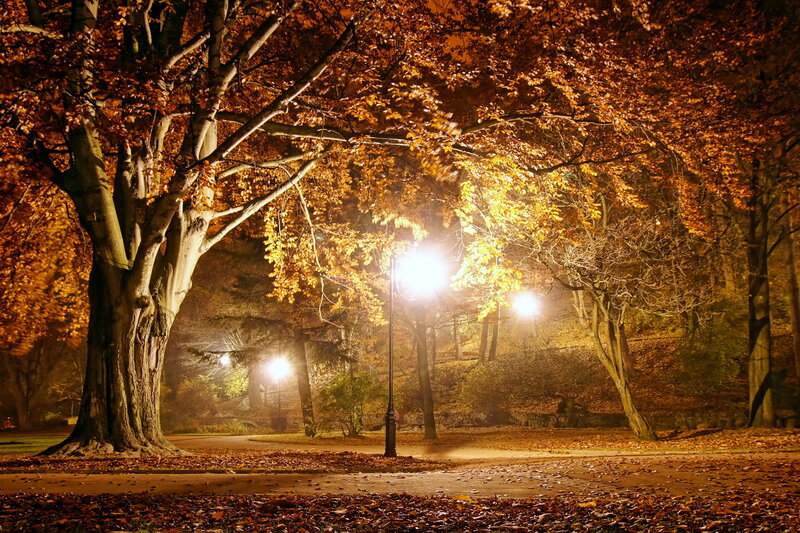 Autumn Trees at Night — Orange, Serene, Photograph