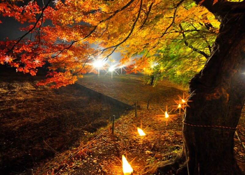 Autumn Trees at Night — Orange, Serene