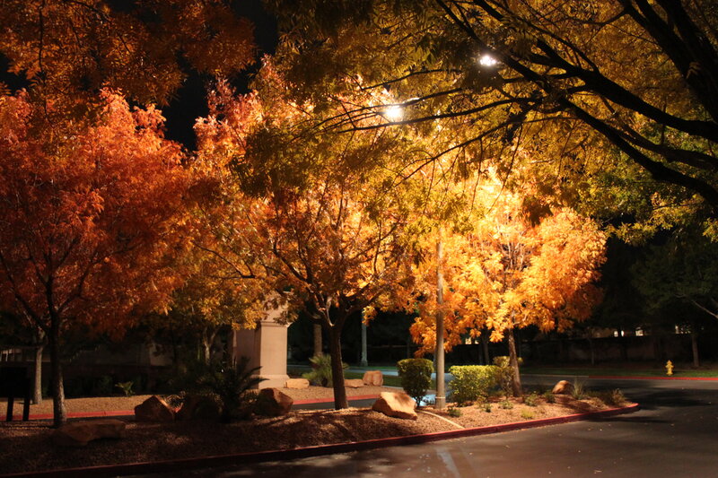 Autumn Trees at Night — Orange