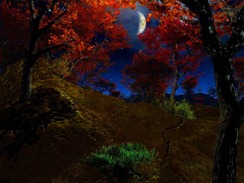 Autumn Trees at Night
