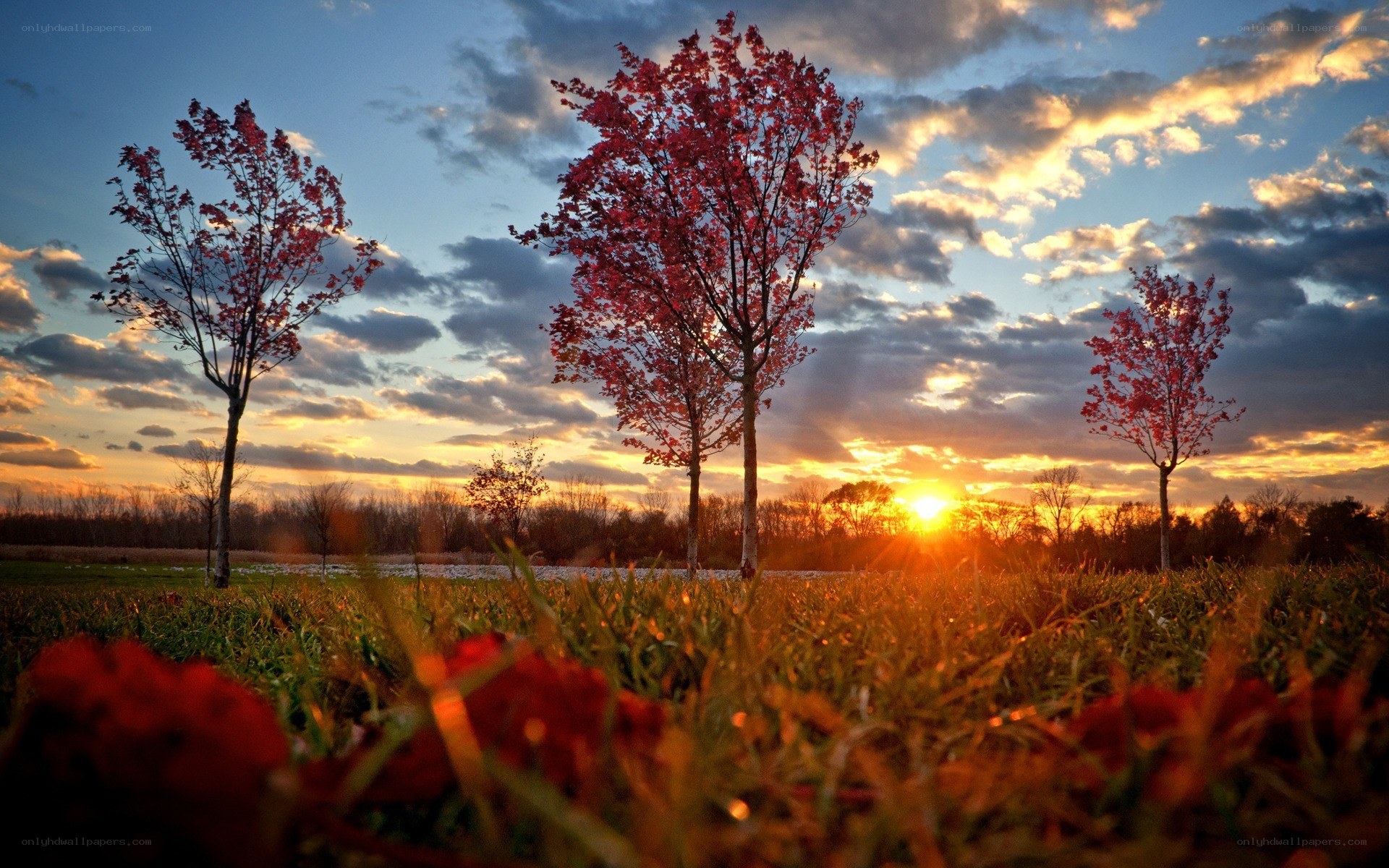 Autumn trees at sunset