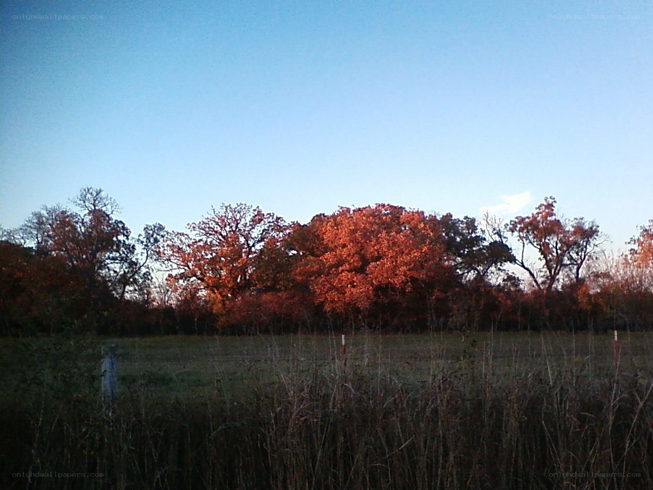 Autumn trees at sunset