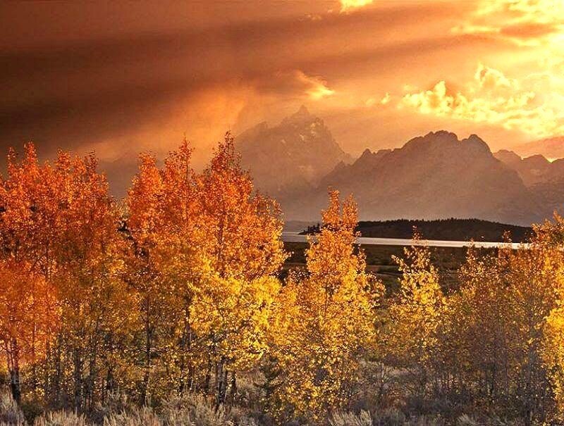 Autumn trees at sunset