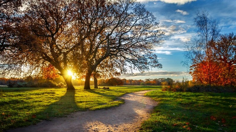 Autumn Trees at Sunset — Green