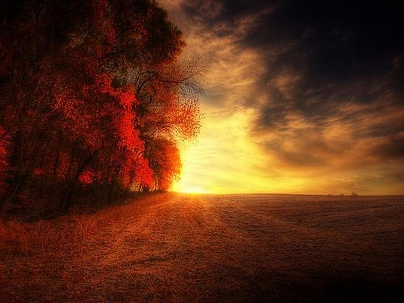 Autumn Trees at Sunset — Orange, Dramatic