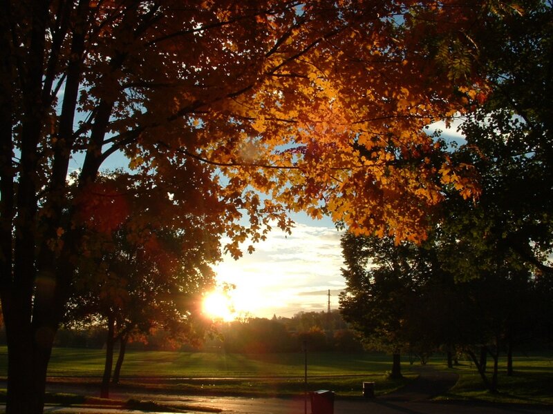 Autumn Trees at Sunset — Orange, Serene, Photograph, Sun