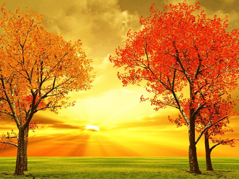 Autumn Trees at Sunset — Orange, Serene