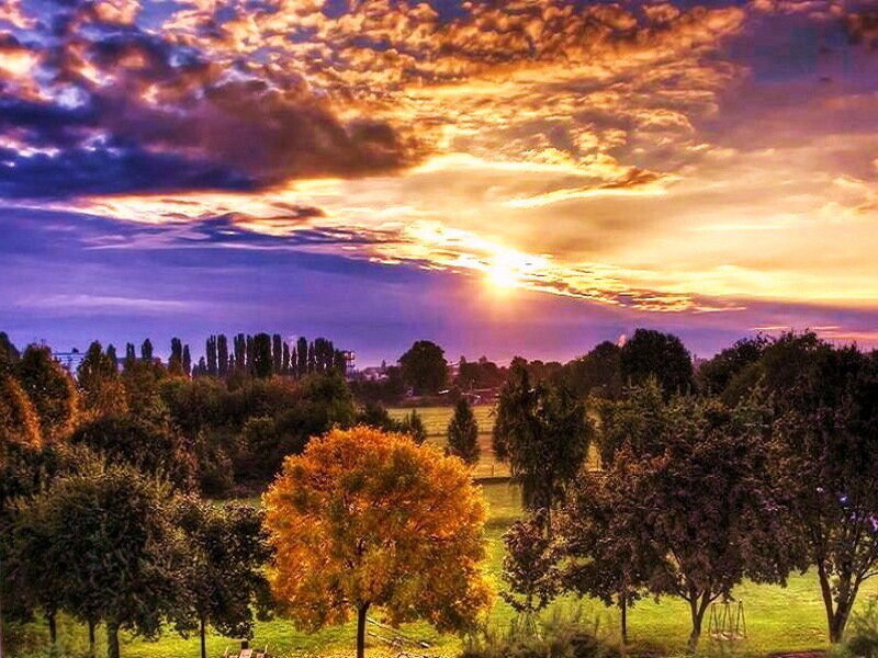 Autumn Trees at Sunset — Orange