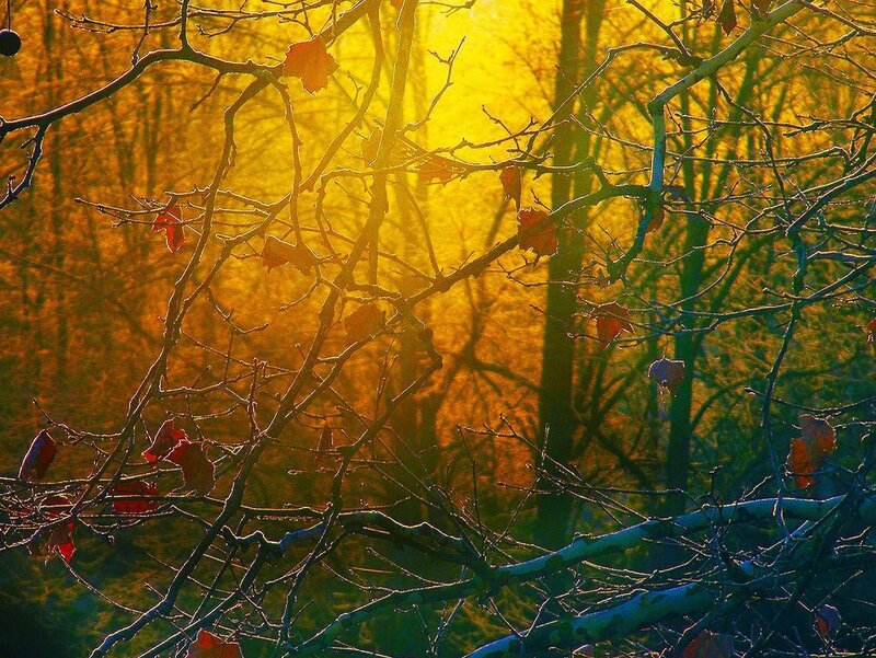 Autumn Trees at Sunset — Yellow, Dramatic