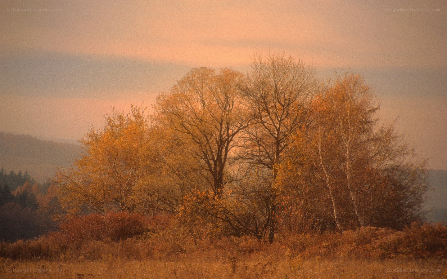 Autumn trees at sunset
