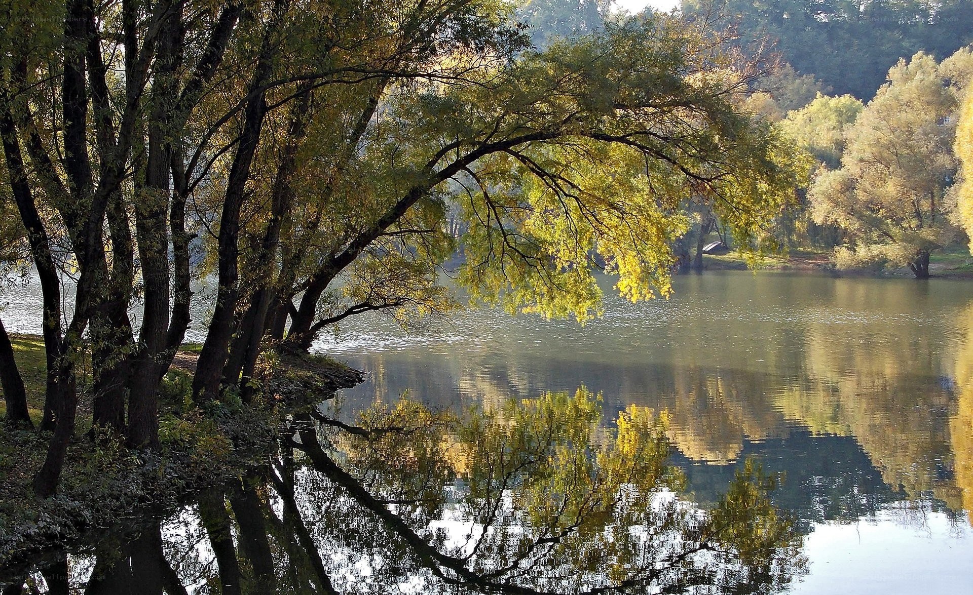 Autumn trees by a calm lake