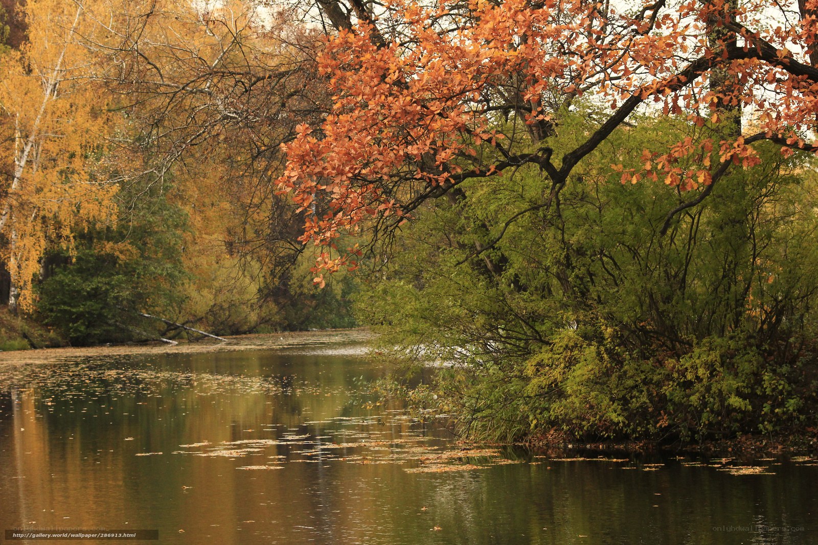 Autumn trees by a calm lake