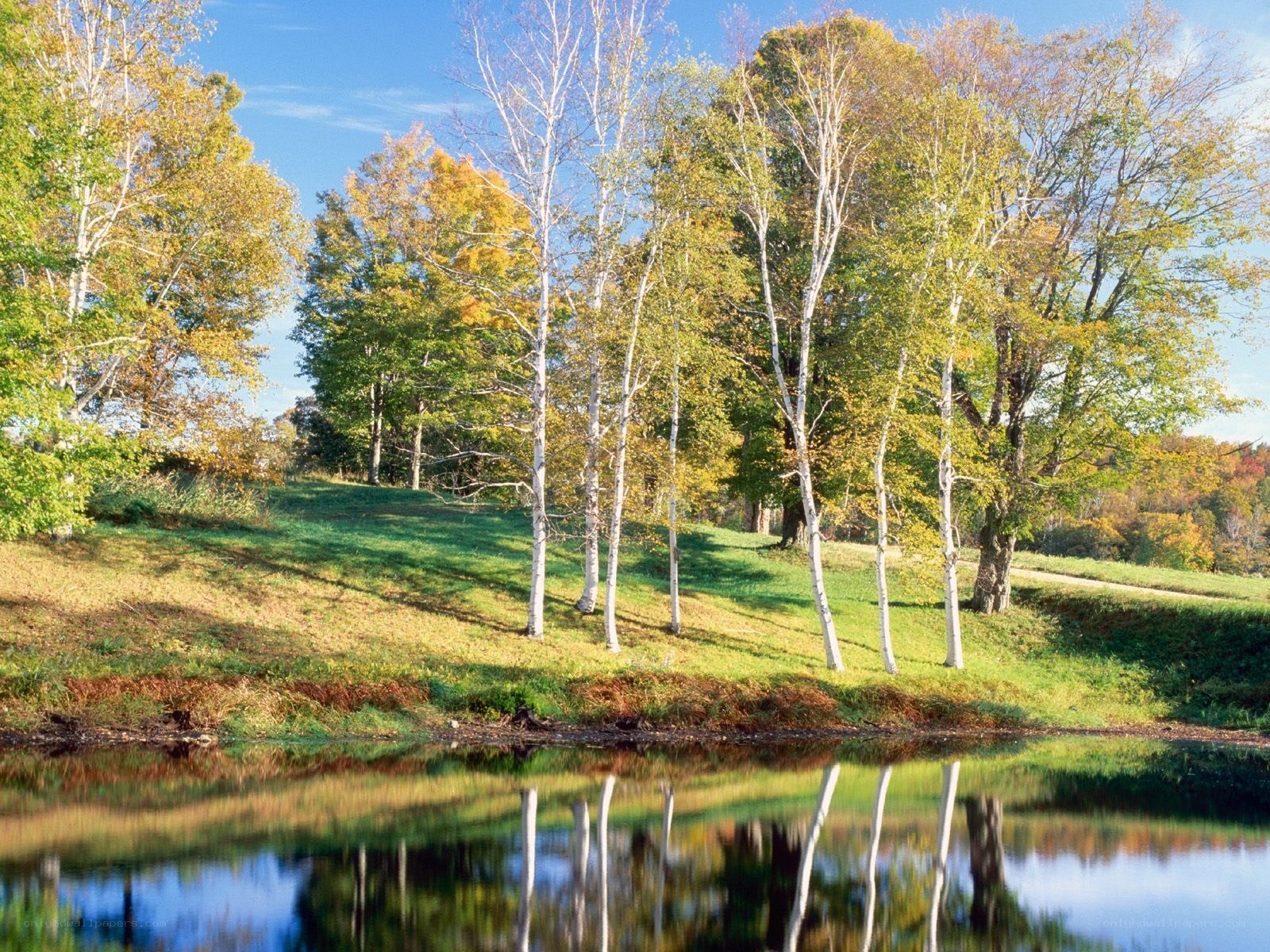Autumn trees by a calm pond