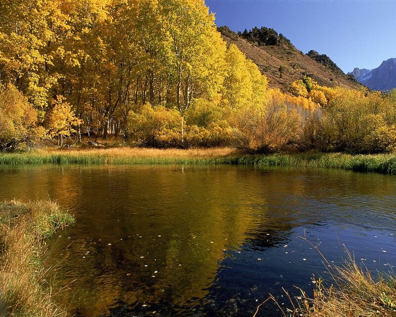 Autumn trees by a calm river