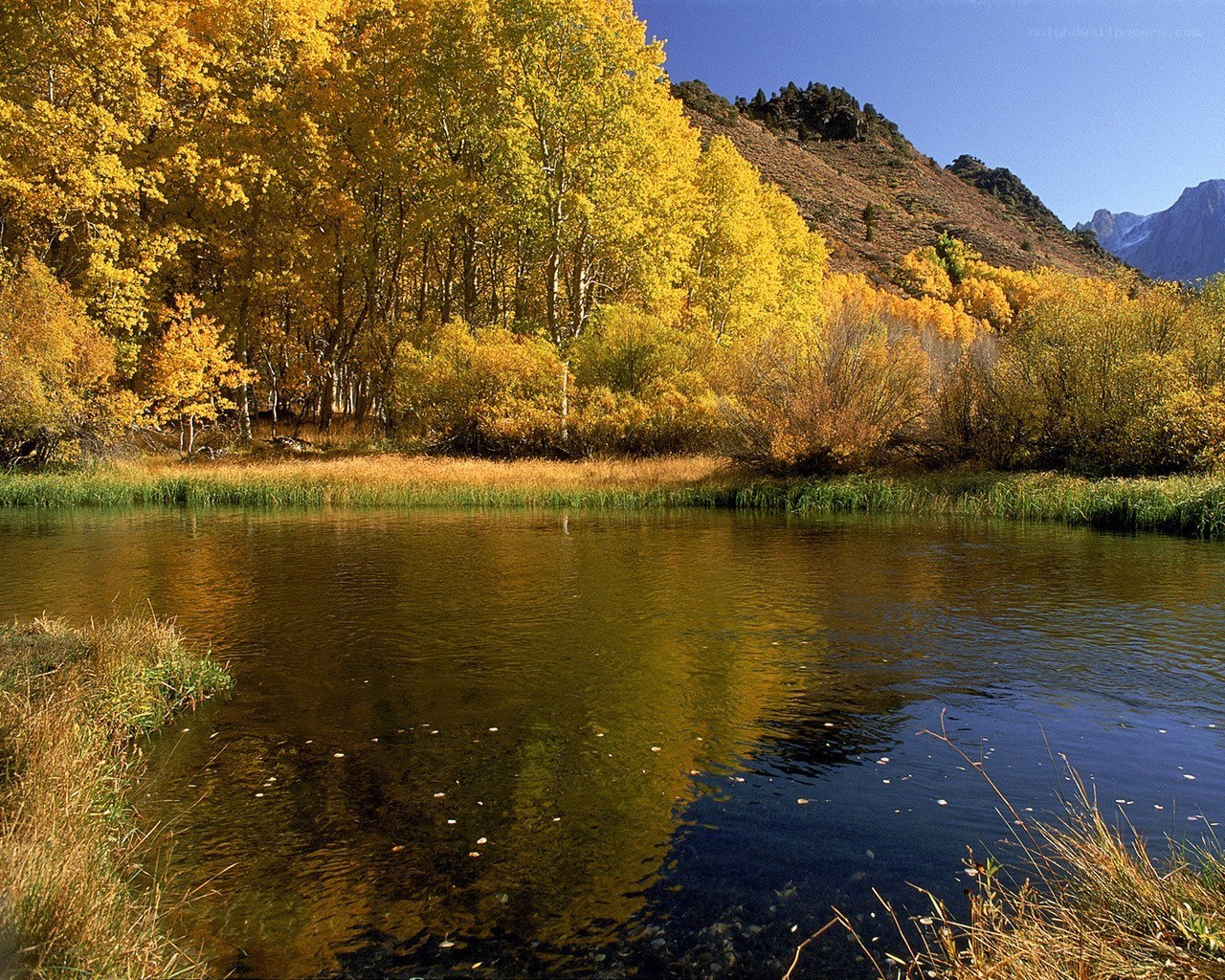 Autumn trees by a calm river