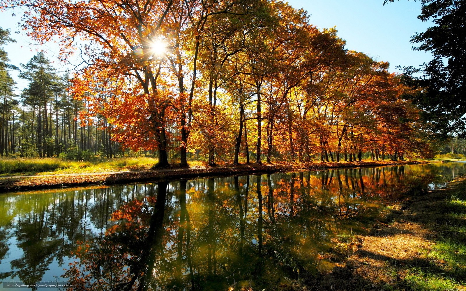 Autumn trees by a canal