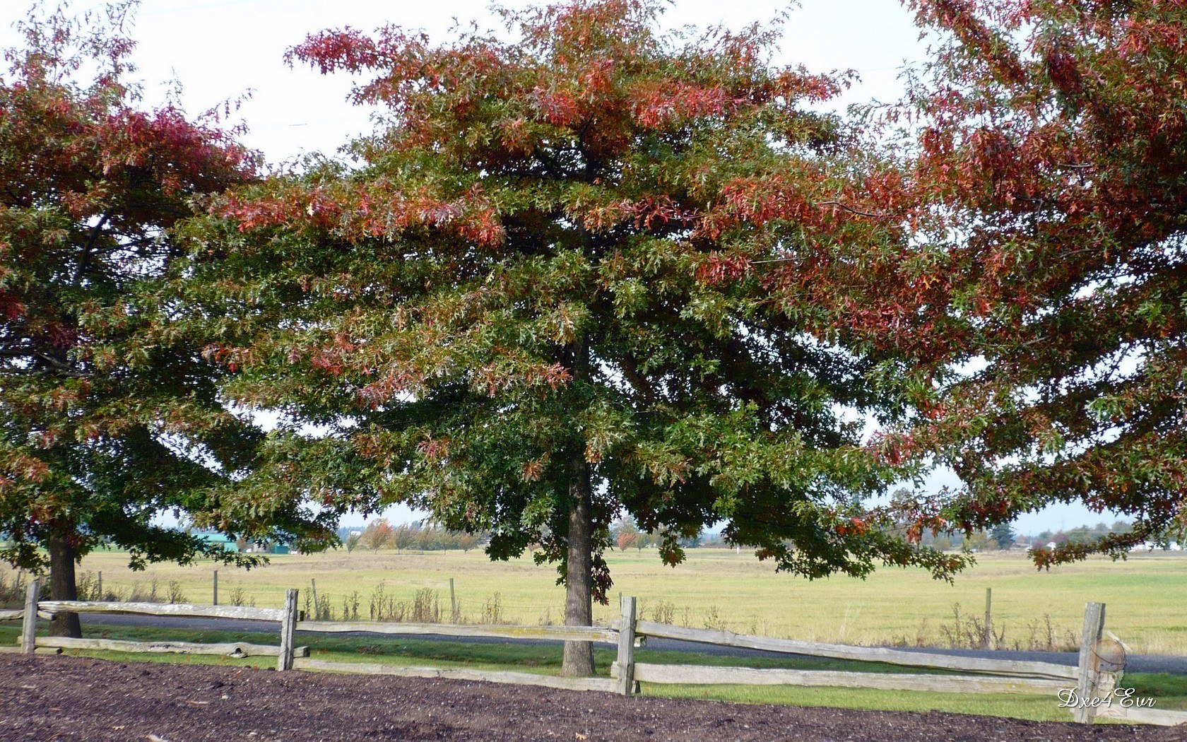 Autumn trees by a fence