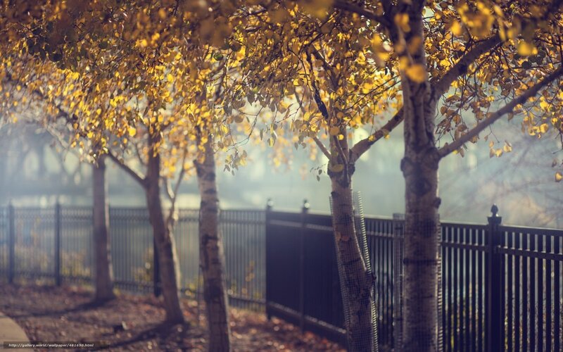 Autumn trees by a fence