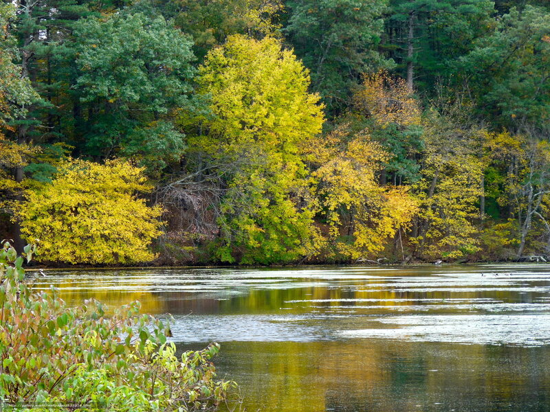 Autumn trees by a lake