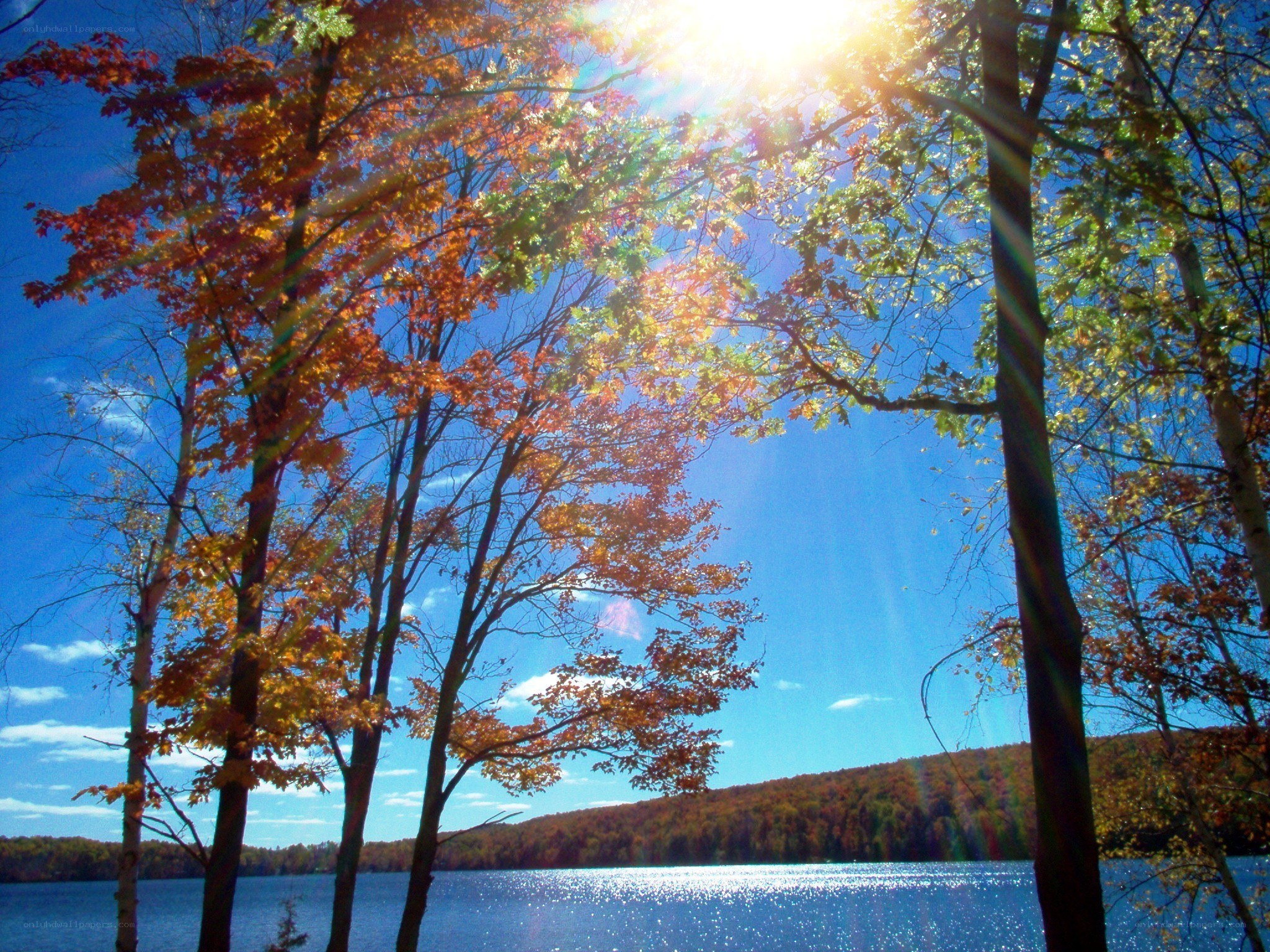 Autumn trees by a lake