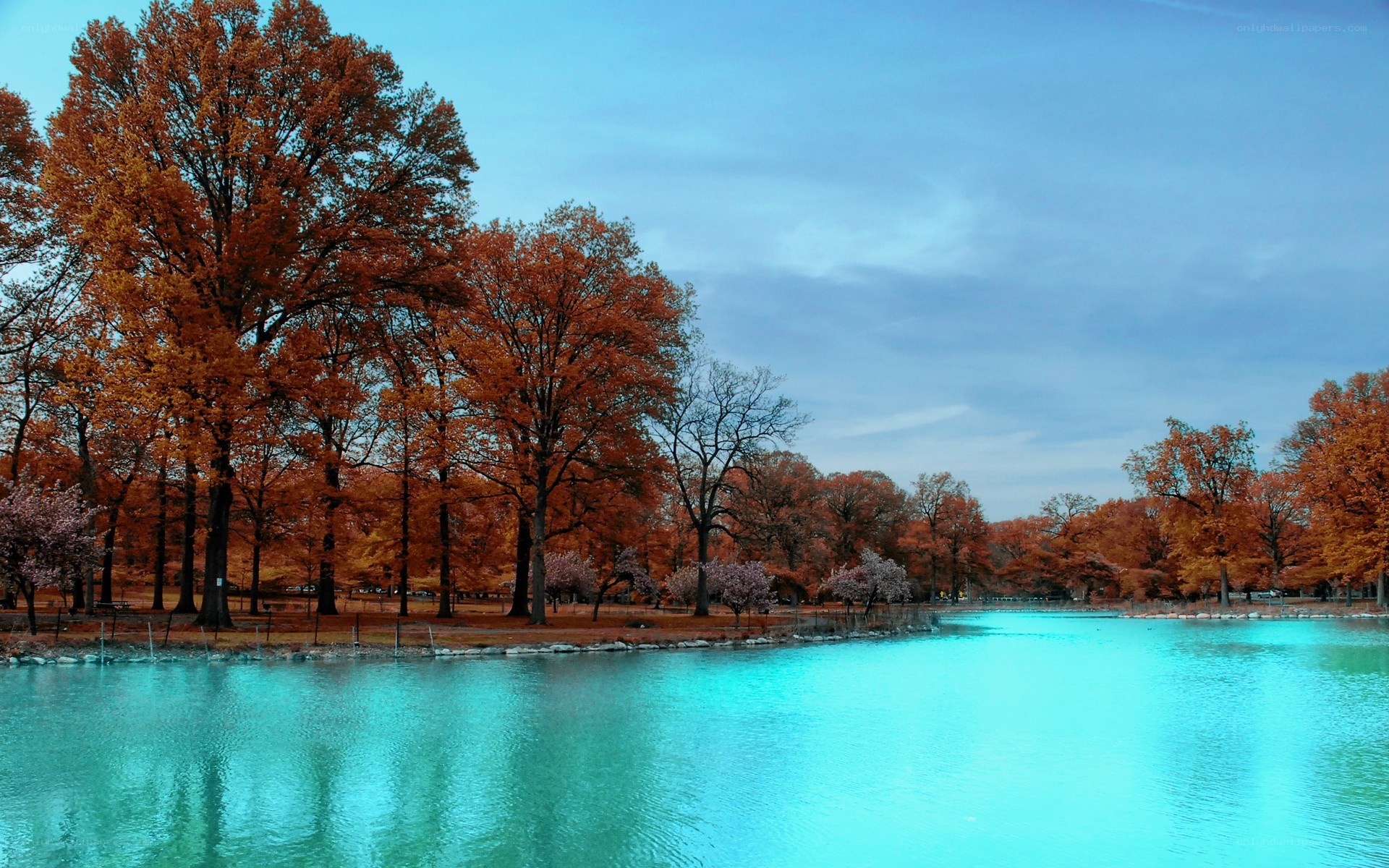Autumn trees by a lake