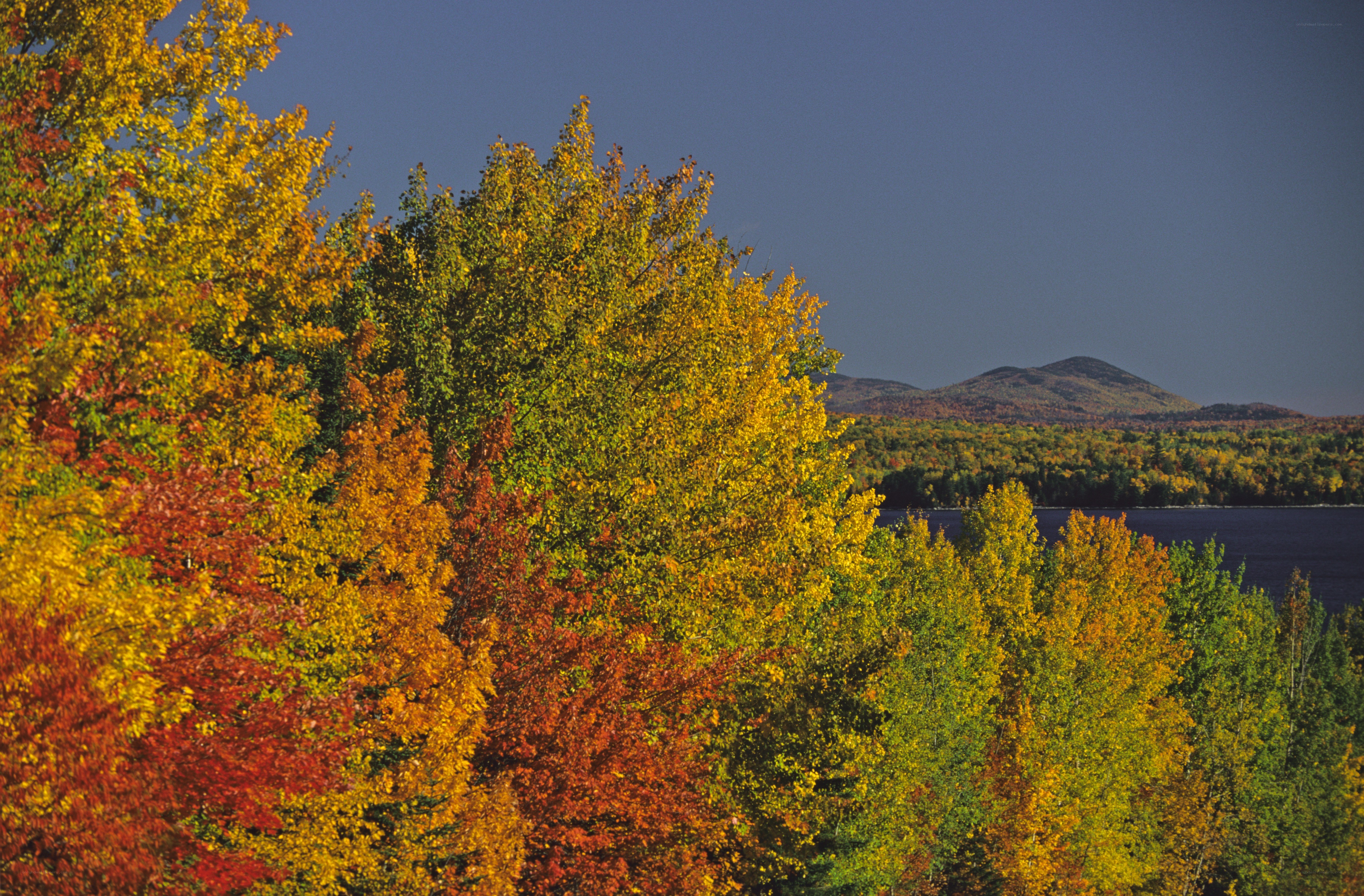 Autumn trees by a lake