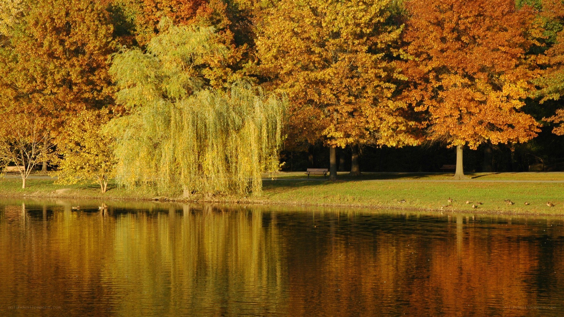 Autumn trees by a lake