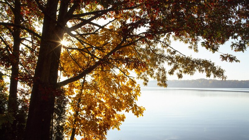 Autumn trees by a lake