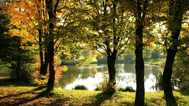 Autumn trees by a lake