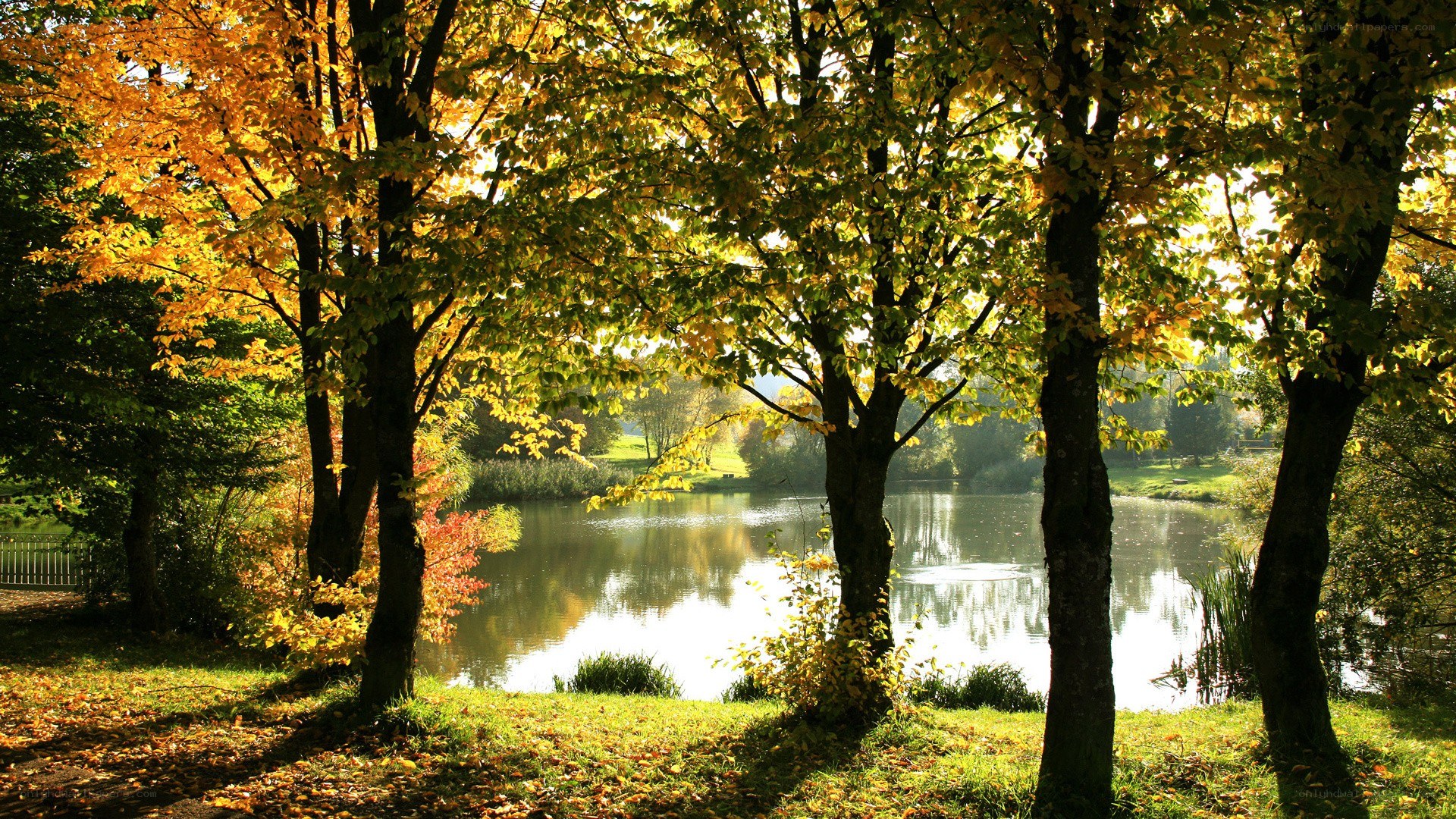 Autumn trees by a lake