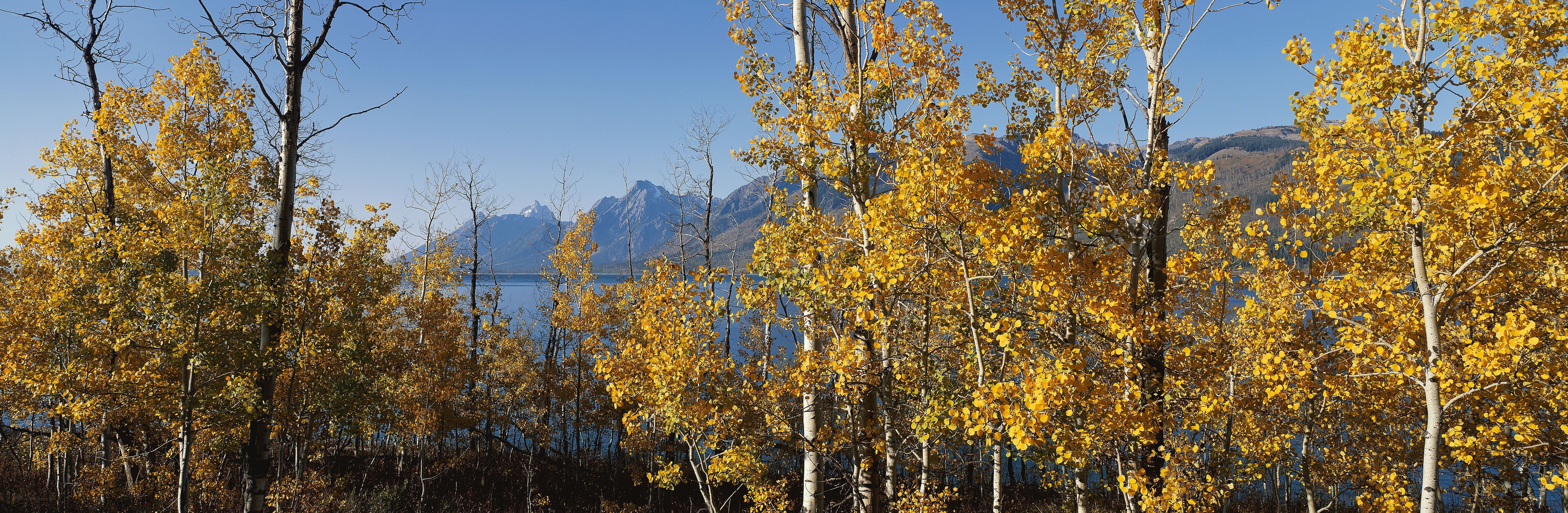 Autumn trees by a lake
