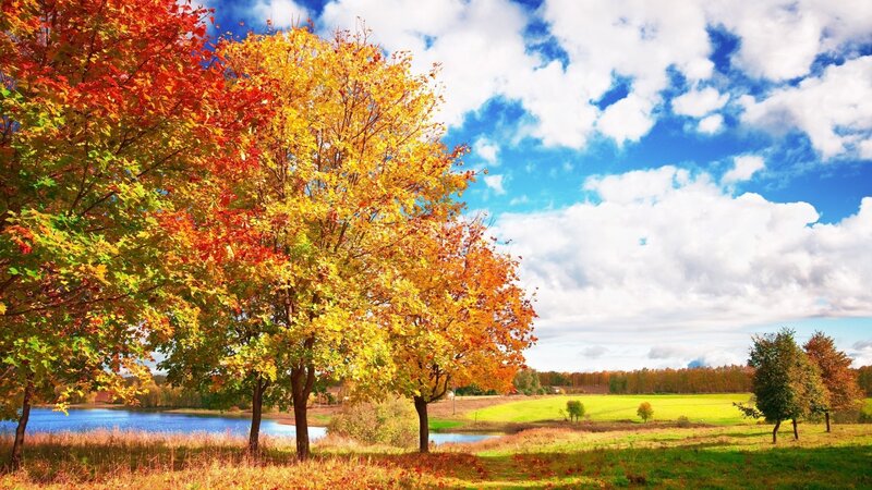 Autumn trees by a lake