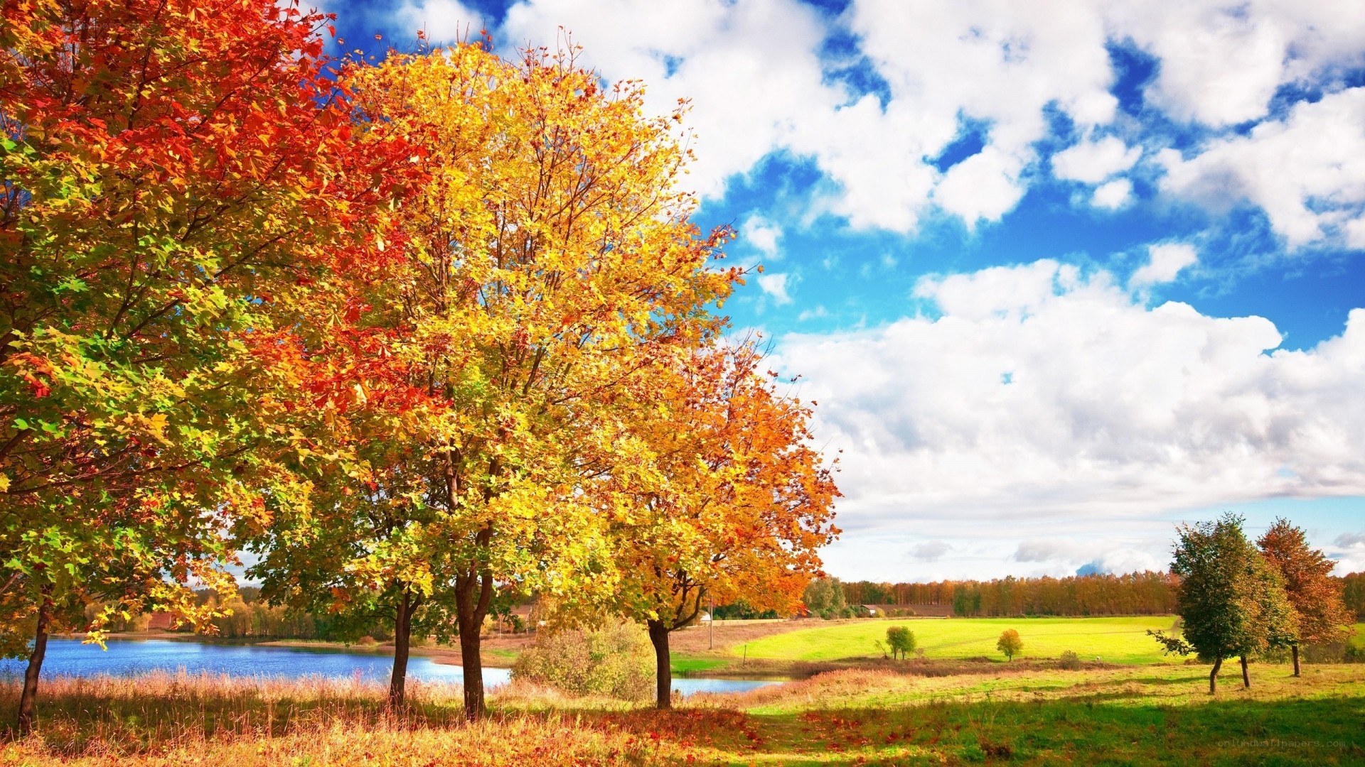 Autumn trees by a lake