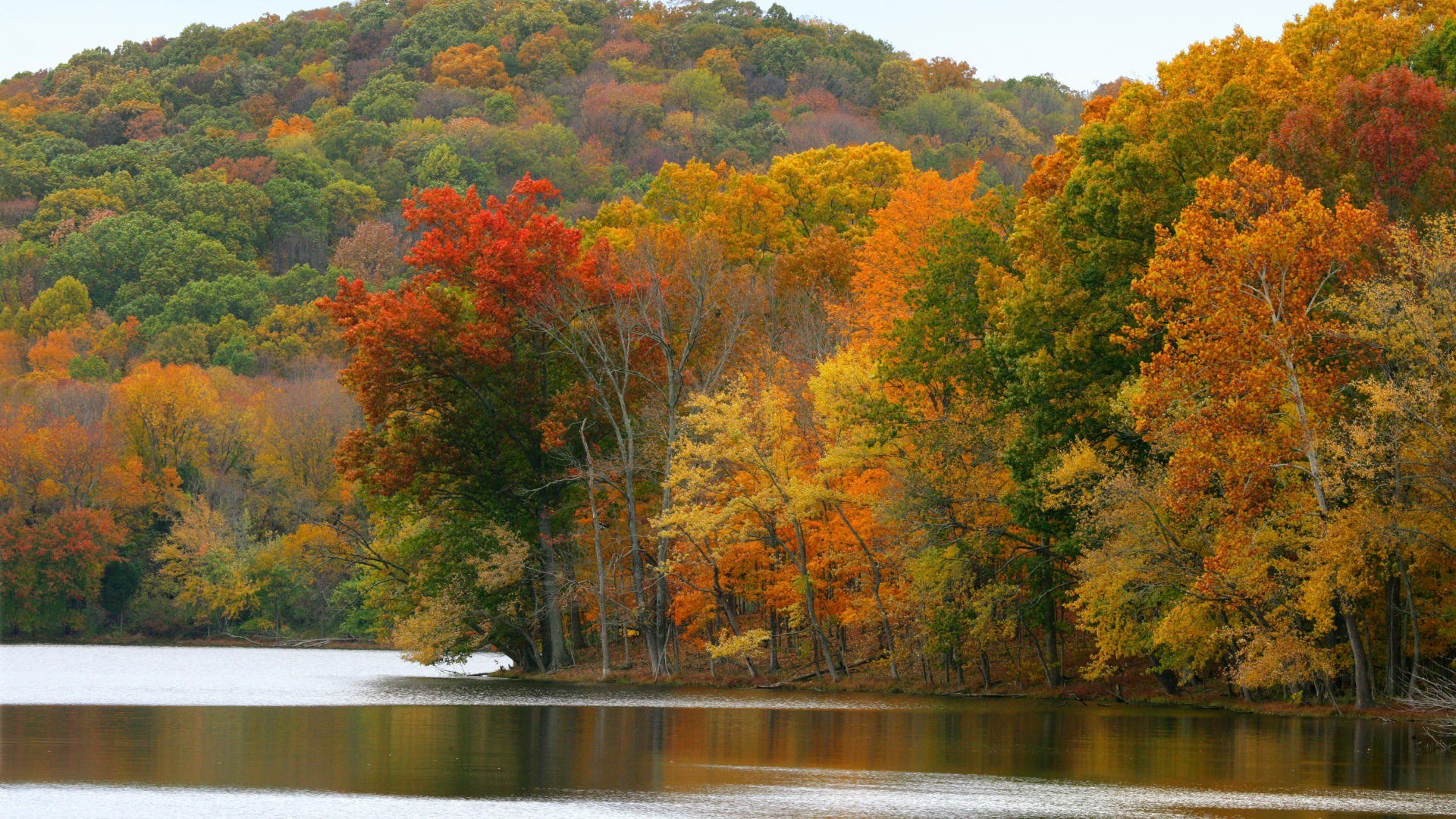 Autumn trees by a lake